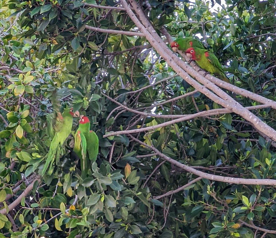 image of parrots in trees